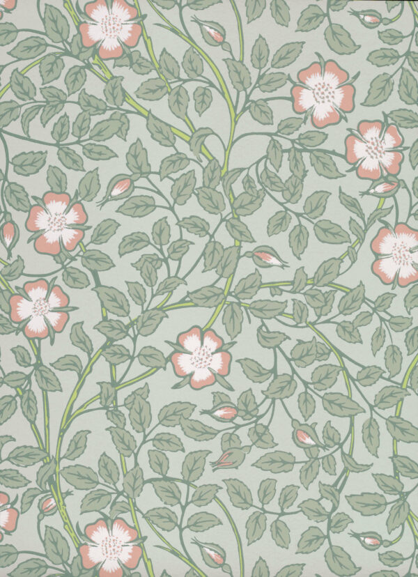 Briar Rose - Salix