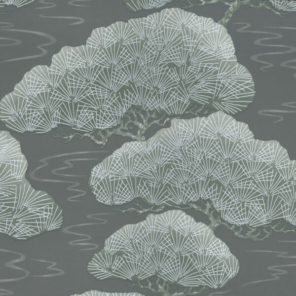 Pines - Silver Pine